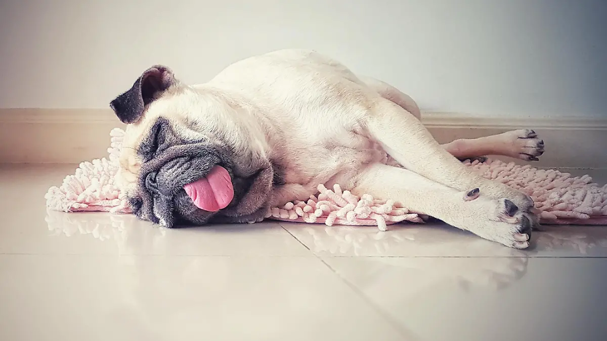 Mops liegt auf der Seite mit Zunge raus