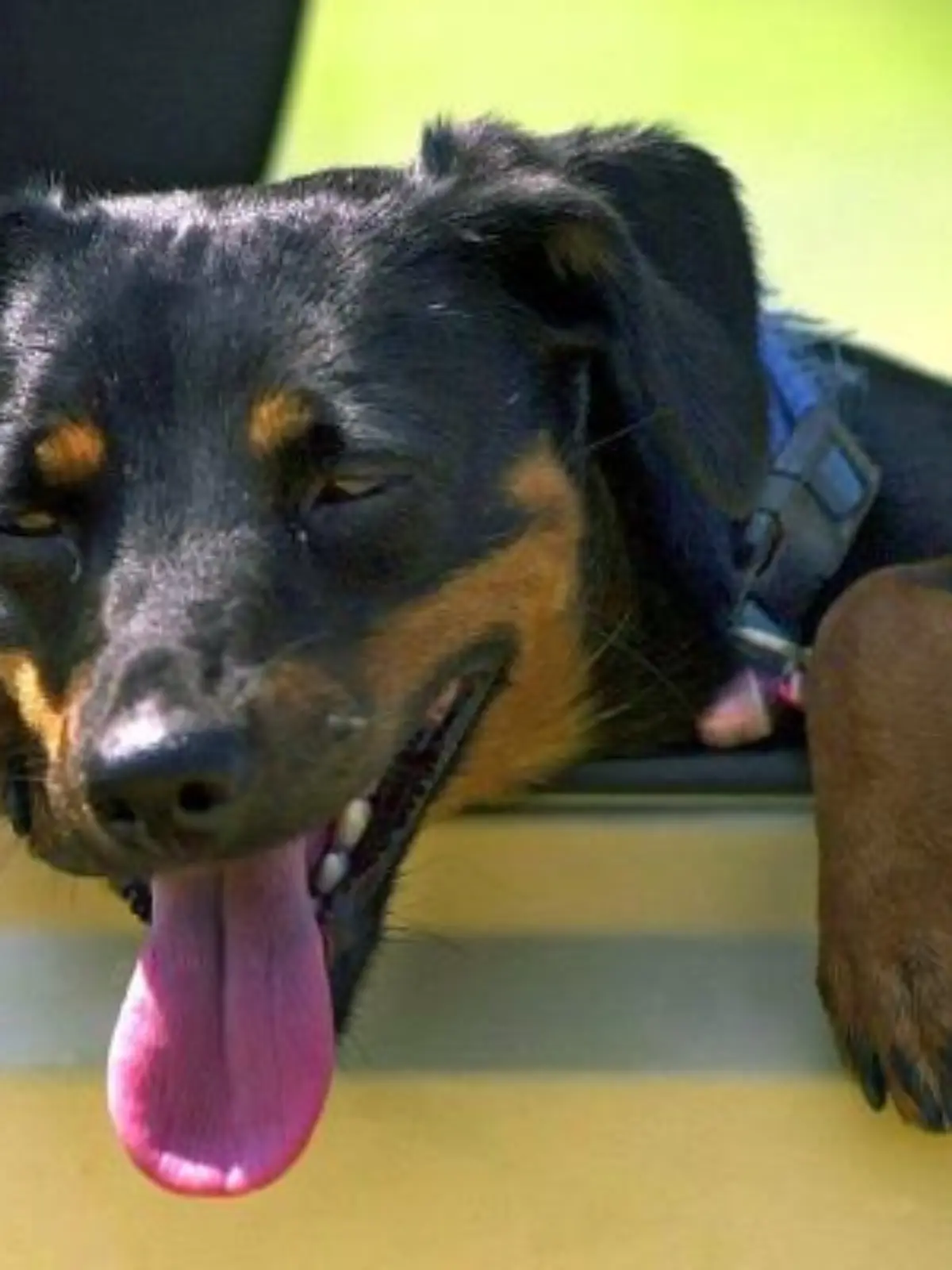 Jack Russell-Dackel-Mischling Cheyenne lässt am 4.6.2003 bei Zellingen in Unterfranken den Kopf aus dem Fenster eines Kleinbusses hängen, um sich vom Fahrtwind erfrischen zu lassen. Bei Temperaturen um die 30 Grad kommen eben nicht nur die Menschen ins Schwitzen...