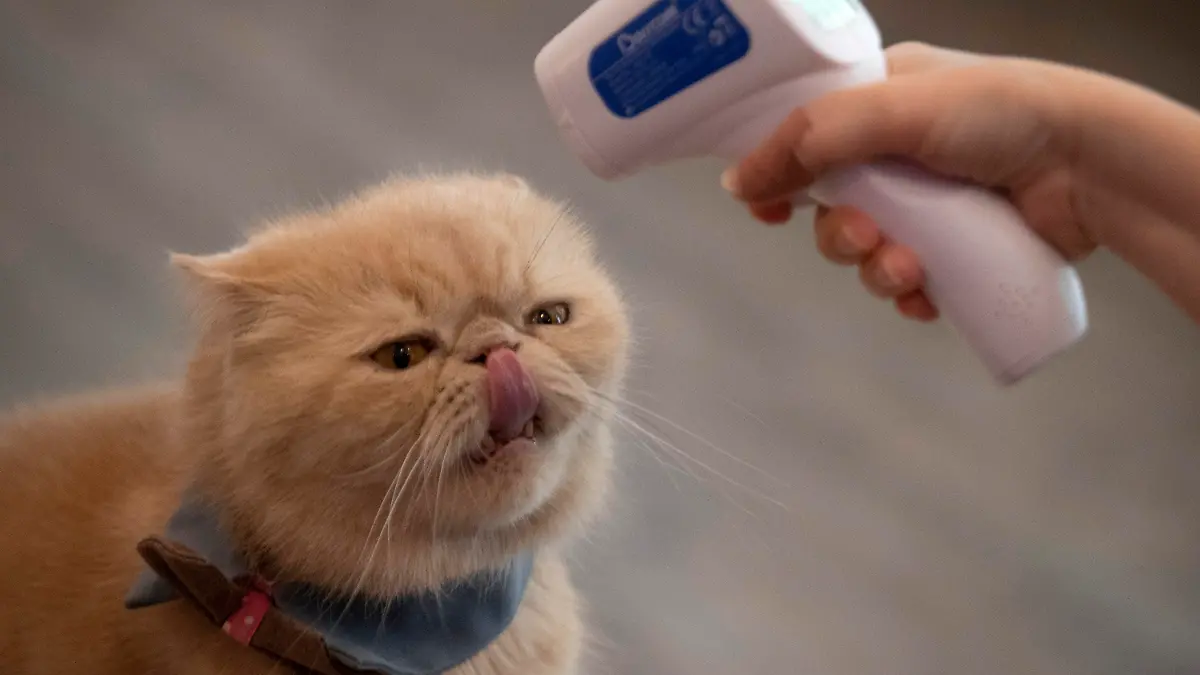 dpatopbilder - 08.05.2020, Thailand, Bangkok: Arisa Limpanawongsanon, Inhaberin des Caturday Cat Cafes, misst die Körpertemperatur einer Katze. Kleine Restaurants gehören zu den wenigen Gewerben, die im Rahmen einer schrittweisen Lockerung der Corona-Maßnahmen ihren Betrieb wieder aufnehmen können. Foto: Sakchai Lalit/AP/dpa +++ dpa-Bildfunk +++