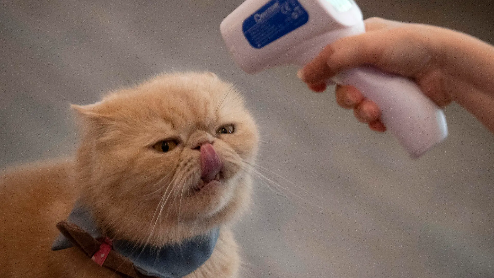 dpatopbilder - 08.05.2020, Thailand, Bangkok: Arisa Limpanawongsanon, Inhaberin des Caturday Cat Cafes, misst die Körpertemperatur einer Katze. Kleine Restaurants gehören zu den wenigen Gewerben, die im Rahmen einer schrittweisen Lockerung der Corona-Maßnahmen ihren Betrieb wieder aufnehmen können. Foto: Sakchai Lalit/AP/dpa +++ dpa-Bildfunk +++