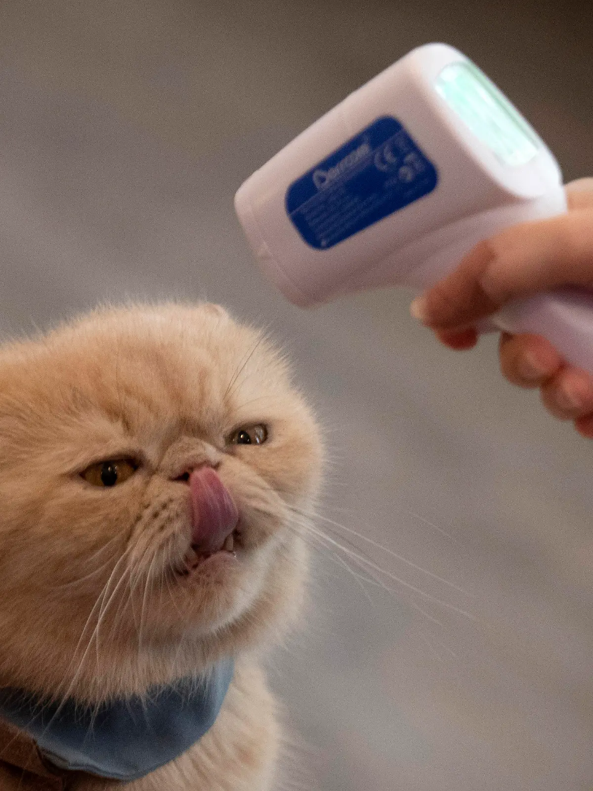 dpatopbilder - 08.05.2020, Thailand, Bangkok: Arisa Limpanawongsanon, Inhaberin des Caturday Cat Cafes, misst die Körpertemperatur einer Katze. Kleine Restaurants gehören zu den wenigen Gewerben, die im Rahmen einer schrittweisen Lockerung der Corona-Maßnahmen ihren Betrieb wieder aufnehmen können. Foto: Sakchai Lalit/AP/dpa +++ dpa-Bildfunk +++
