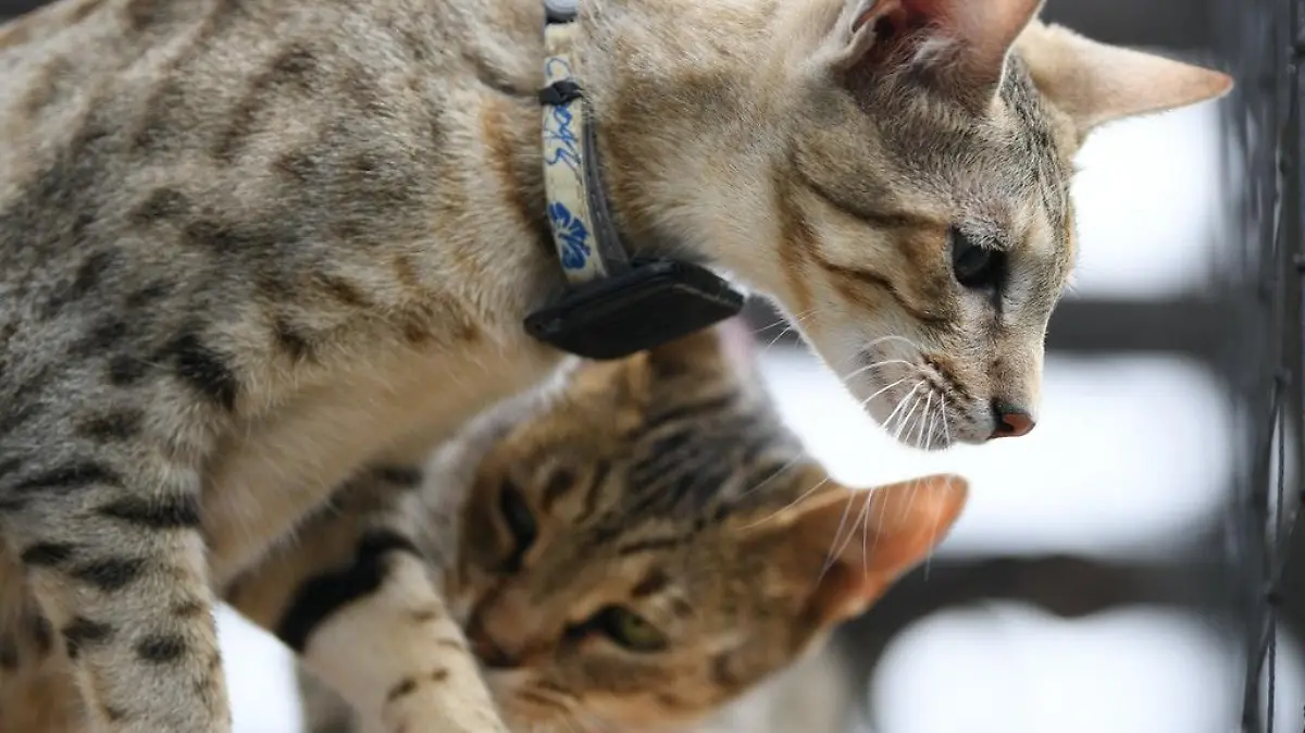 Savannah-Katzen sind ein spezielle Züchtung mit Wildkatzen-Mix. Als Haustier eignen sie sich nur bedingt.