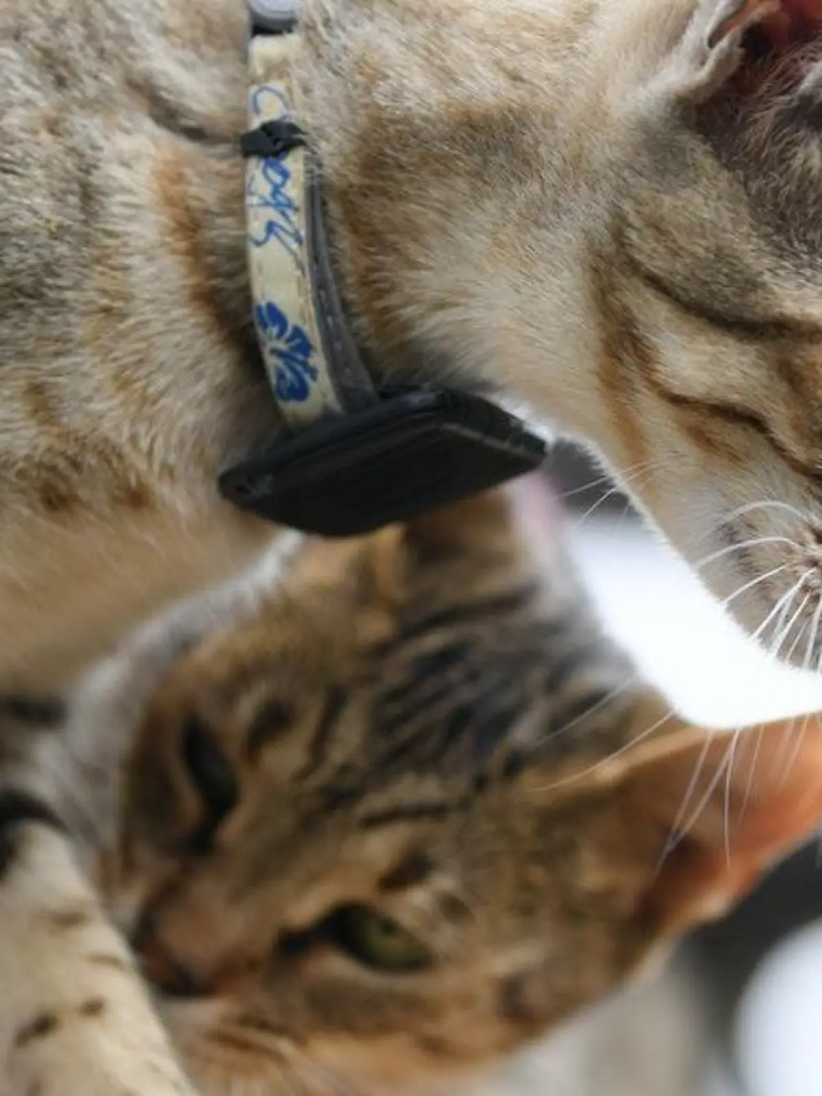 Savannah-Katzen sind ein spezielle Züchtung mit Wildkatzen-Mix. Als Haustier eignen sie sich nur bedingt.