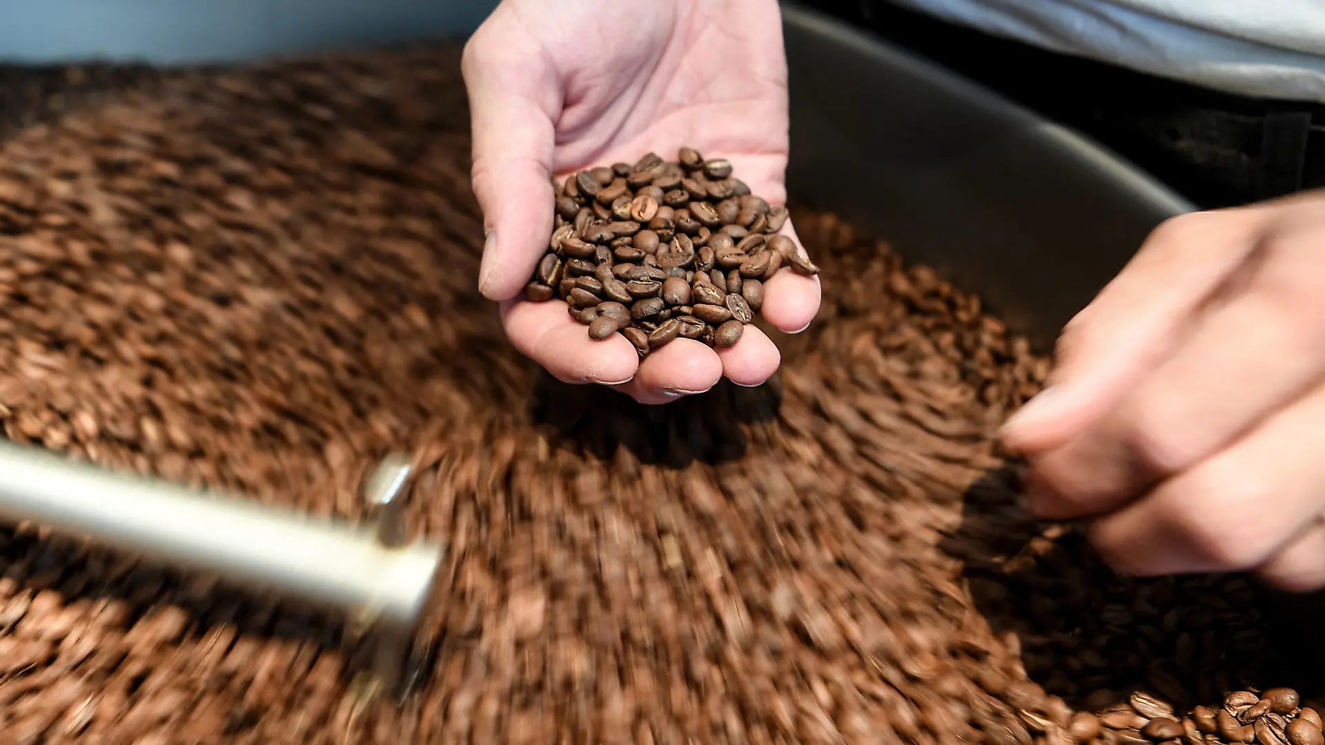 ARCHIV - 16.07.2019, Berlin: In einer regionalen Kaffeerösterei wird die Qualität der gerösteten Kaffeebohnen geprüft. (Zur dpa-Berichterstattung über den Kaffeekonsum in 2020). Foto: Britta Pedersen/dpa-Zentralbild/dpa +++ dpa-Bildfunk +++