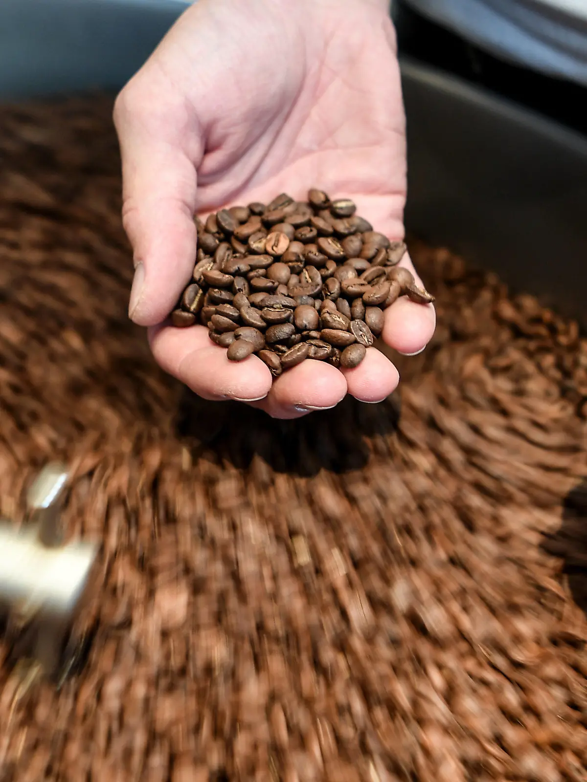 ARCHIV - 16.07.2019, Berlin: In einer regionalen Kaffeerösterei wird die Qualität der gerösteten Kaffeebohnen geprüft. (Zur dpa-Berichterstattung über den Kaffeekonsum in 2020). Foto: Britta Pedersen/dpa-Zentralbild/dpa +++ dpa-Bildfunk +++