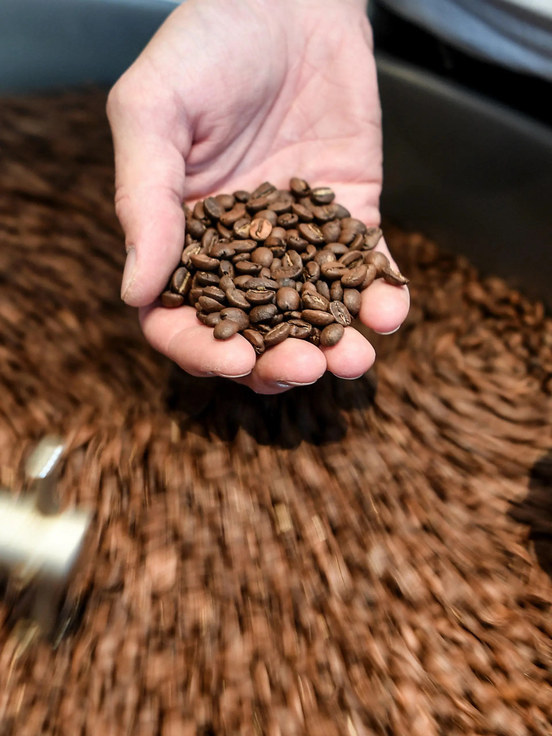 ARCHIV - 16.07.2019, Berlin: In einer regionalen Kaffeerösterei wird die Qualität der gerösteten Kaffeebohnen geprüft. (Zur dpa-Berichterstattung über den Kaffeekonsum in 2020). Foto: Britta Pedersen/dpa-Zentralbild/dpa +++ dpa-Bildfunk +++