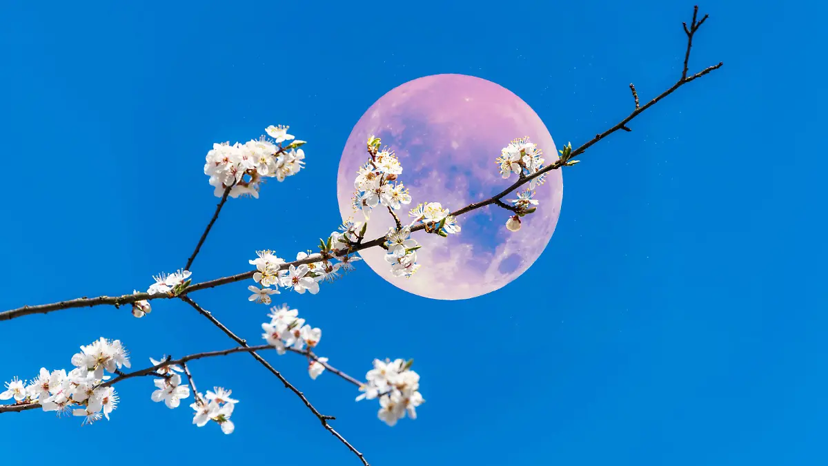 Pink Spring Fruit Tree Blossoms with Pink Full Moon