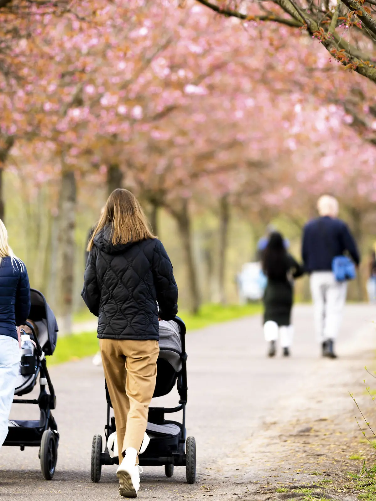  Zwei Frauen laufen mir ihren Kinderwaegen durch eine Allee von Kirschbaeumen in Berlin, 19.04.2022. Berlin Deutschland *** Two women walking with their children through an avenue of cherry trees in Berlin, 19 04 2022 Berlin Germany Copyright: xLeonxKuegeler/photothek.dex