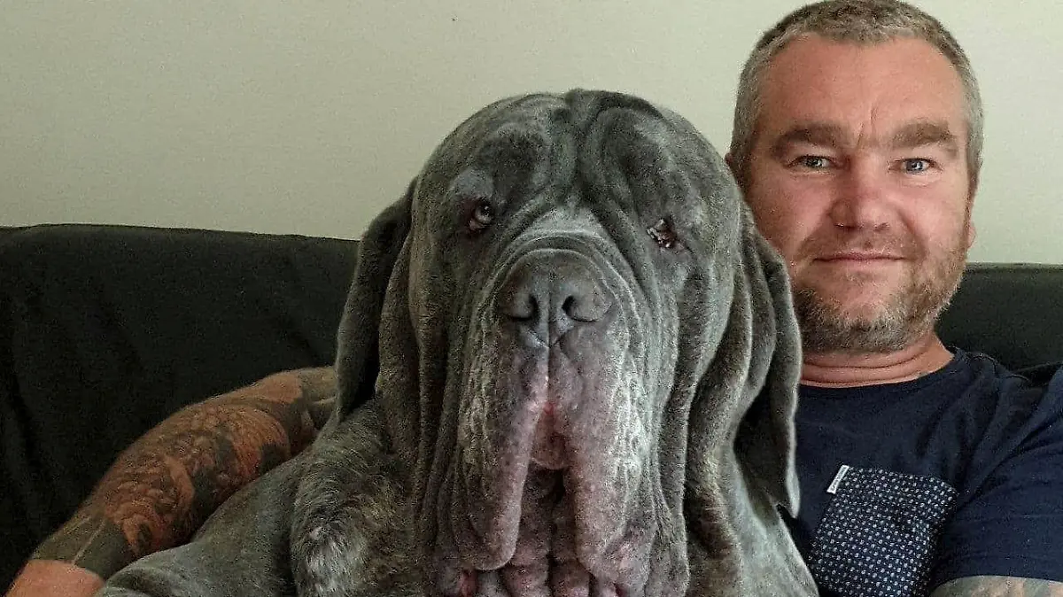 Hund Lifiting/ Mastiff Neo aus Swinden muss sich einem Facelifting unterziehen