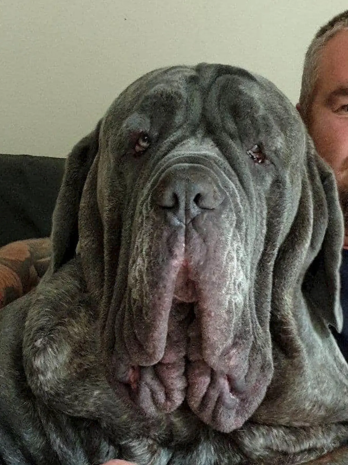 Hund Lifiting/ Mastiff Neo aus Swinden muss sich einem Facelifting unterziehen