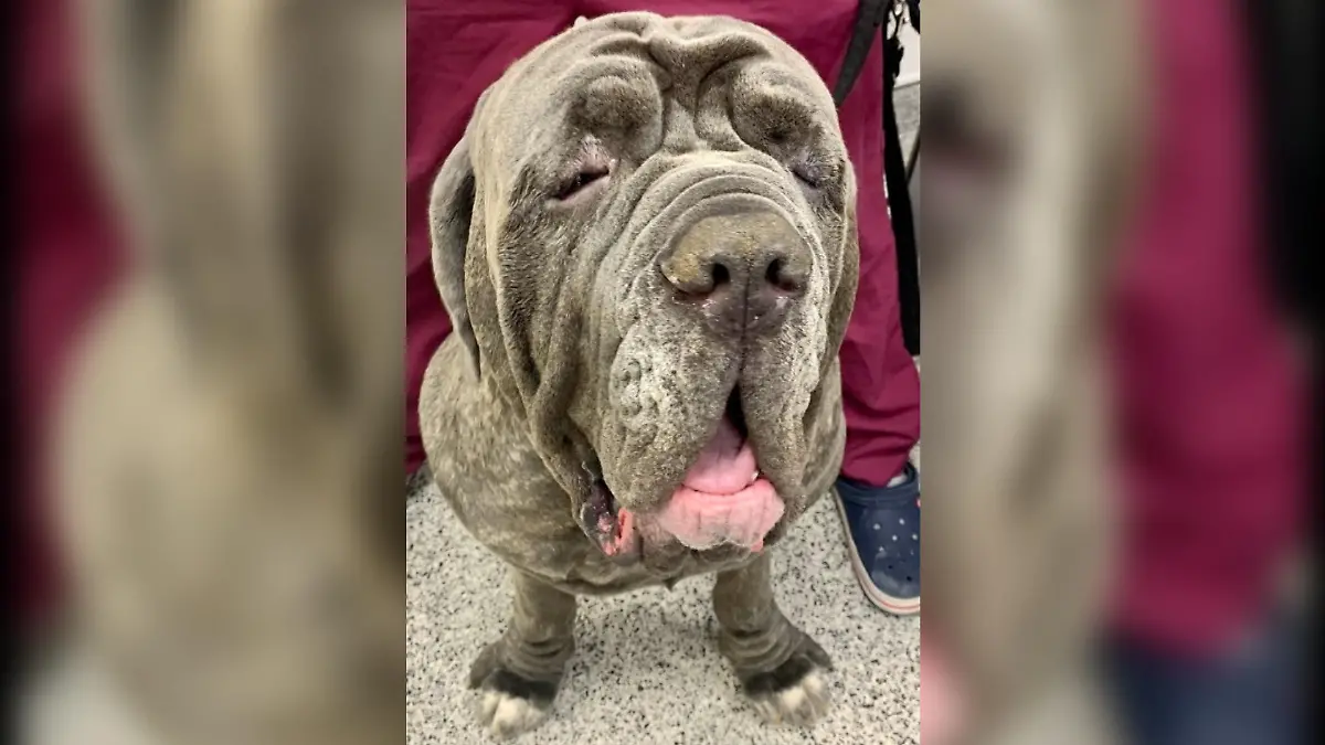 Hund Lifitng/ Mastiff Neo aus Swinden muss sich einem Facelifting unterziehen