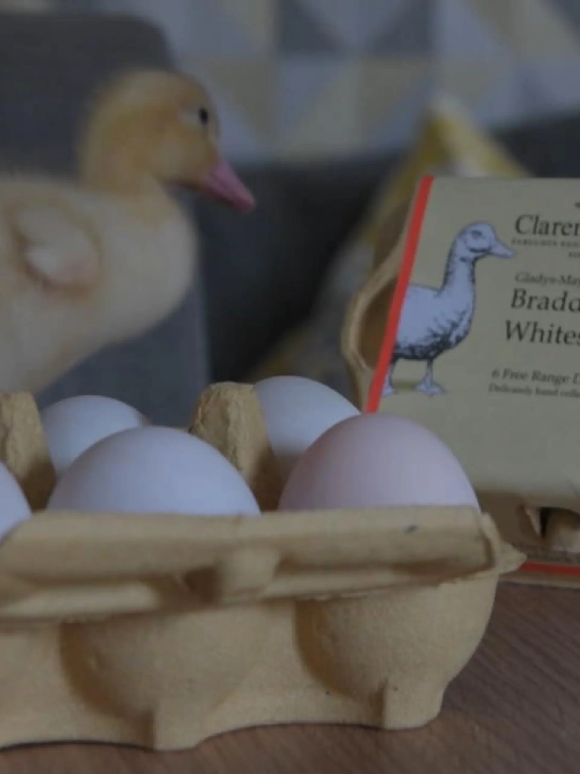 Die 26-jährige Lauren Barton wagt ein Experiment. Sie besorgt sich einen Brutkasten und Enten-Eier aus dem Supermarkt, die sie 28 Tage warm stellt. Was dabei herausgekommen ist, präsentieren wir im Video. Aber Vorsicht - es wird super süß!