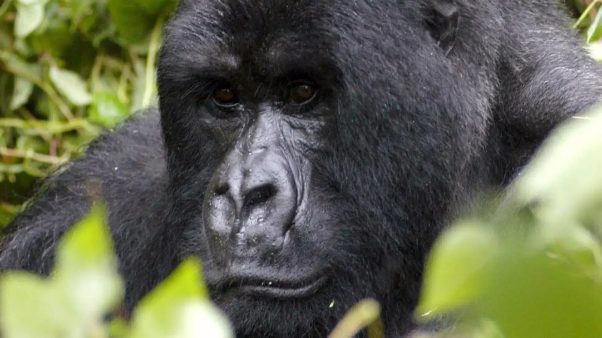 Berggorilla in Ruanda