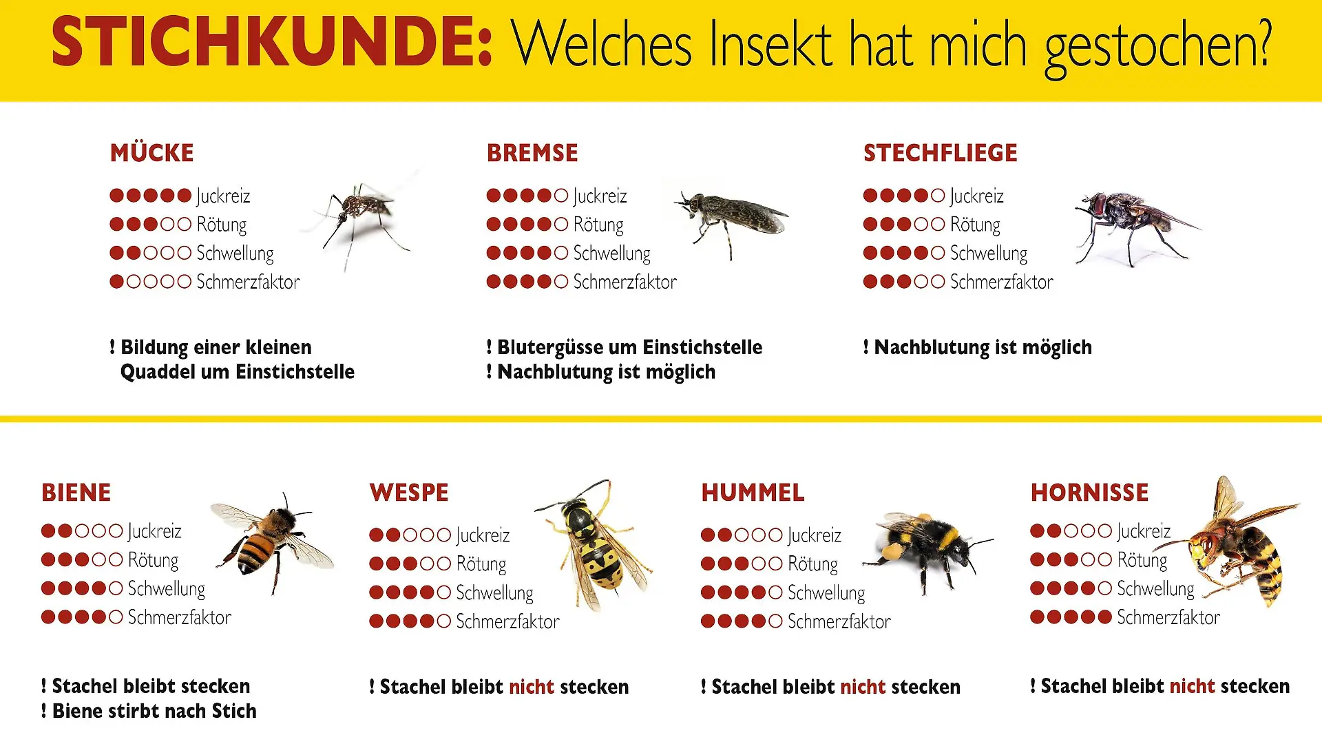 Stichkunde Insekten