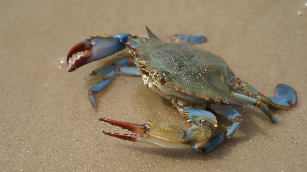 Crab 352