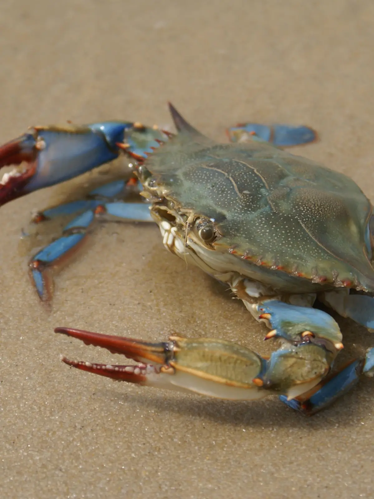 Crab 352                    
