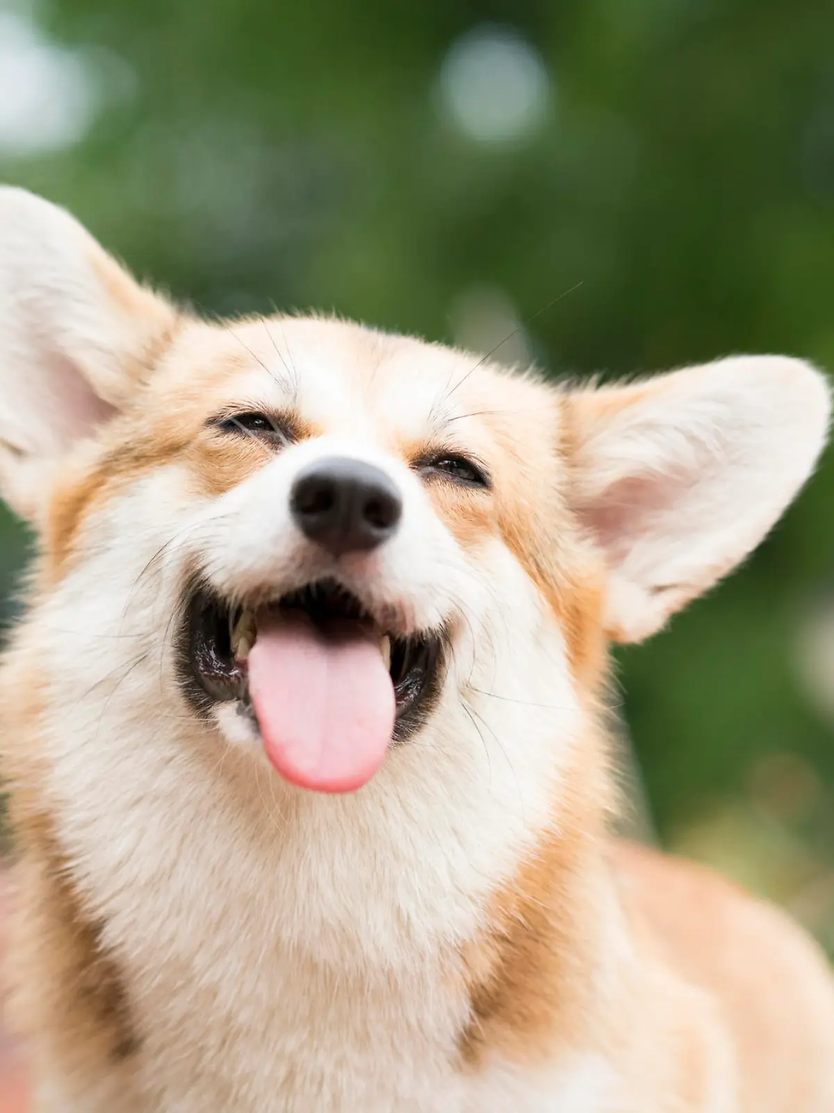 Corgi streckt Zunge heraus