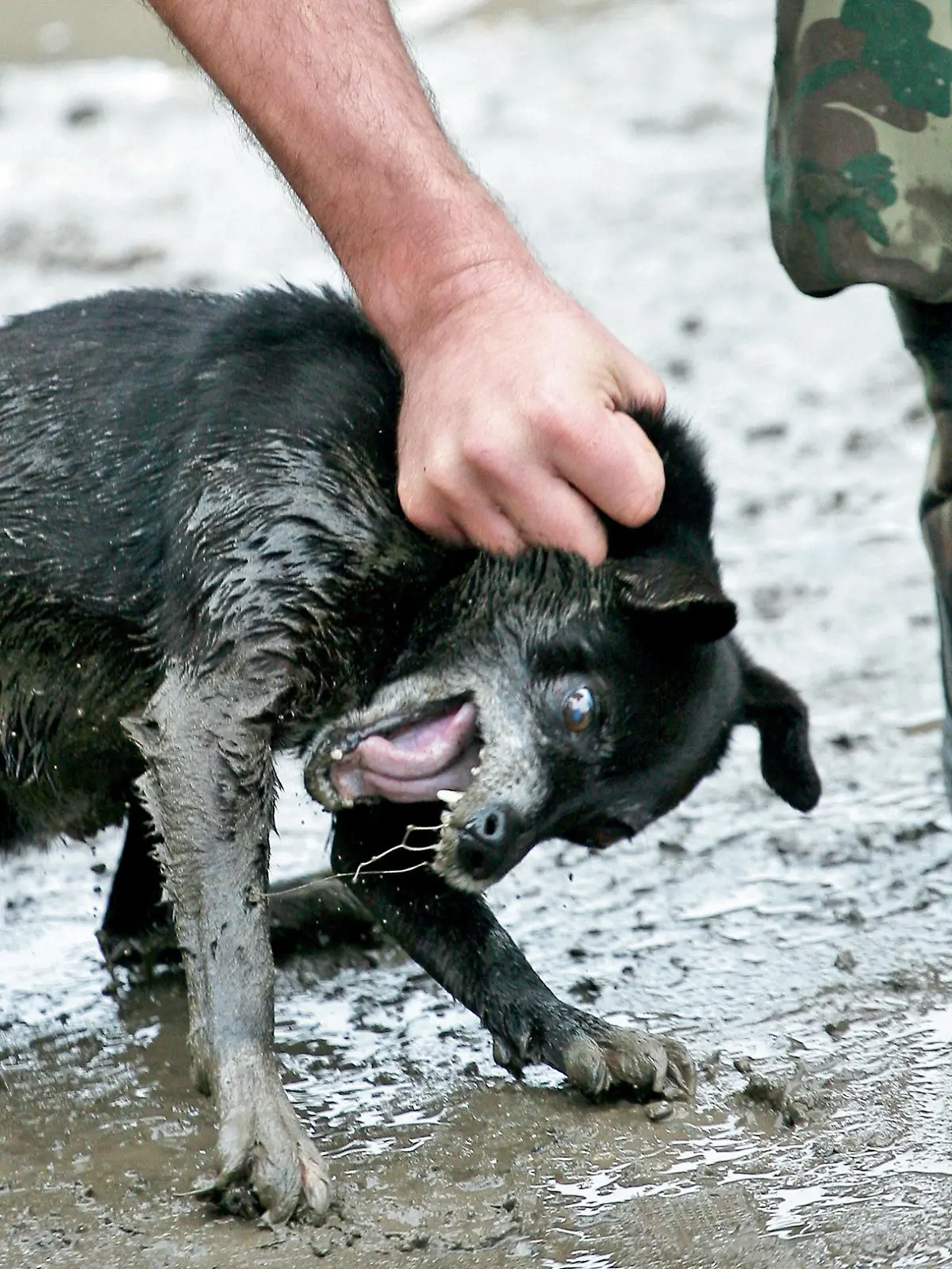 Foto vom August 2009: Tierfänger fangen in Kronstadt (Brasov) in Rumänien auf einer Straße einen freilaufenden Hund ein.