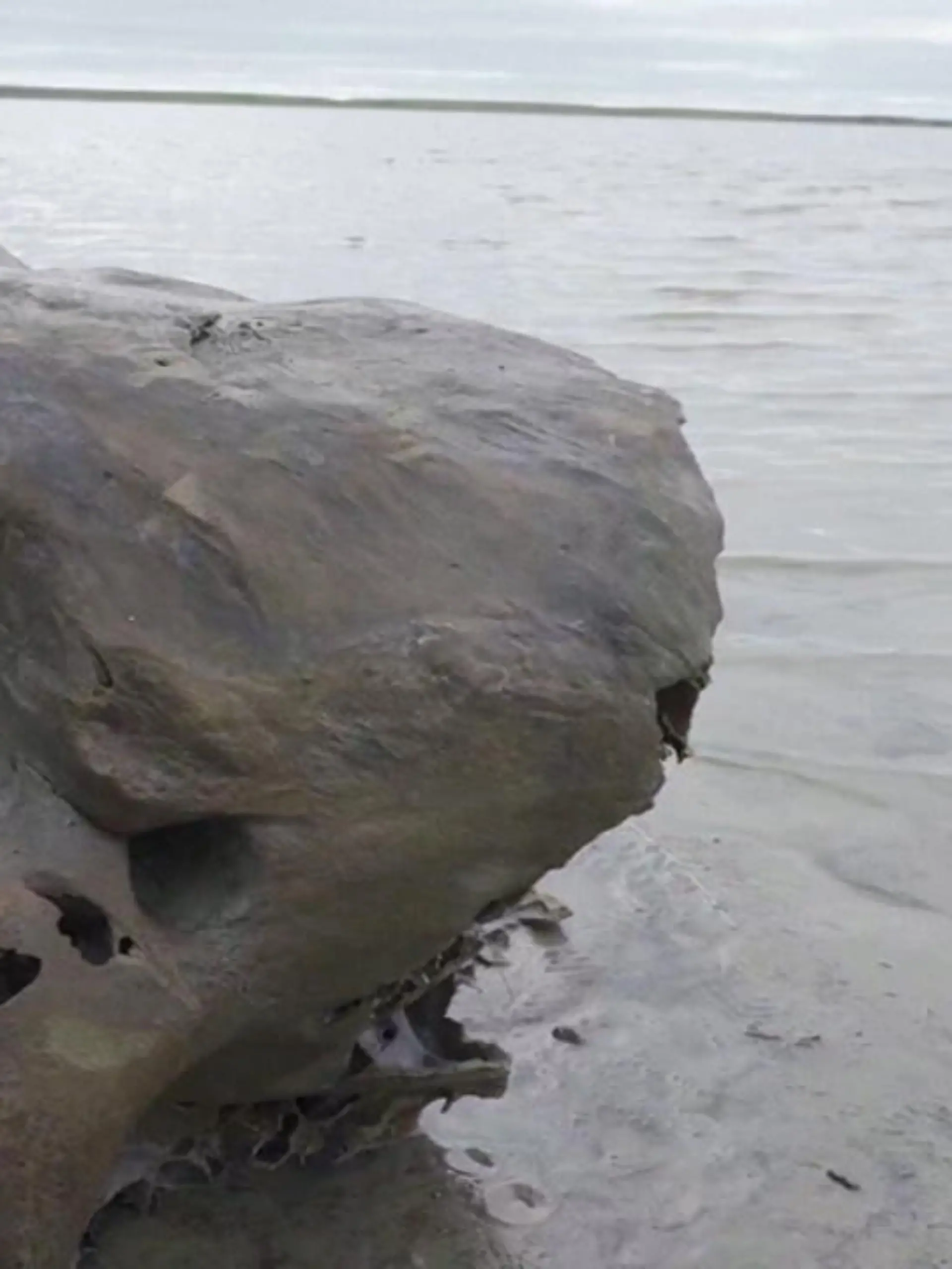 Bild zu: "Mammut im russischen Eis entdeckt"