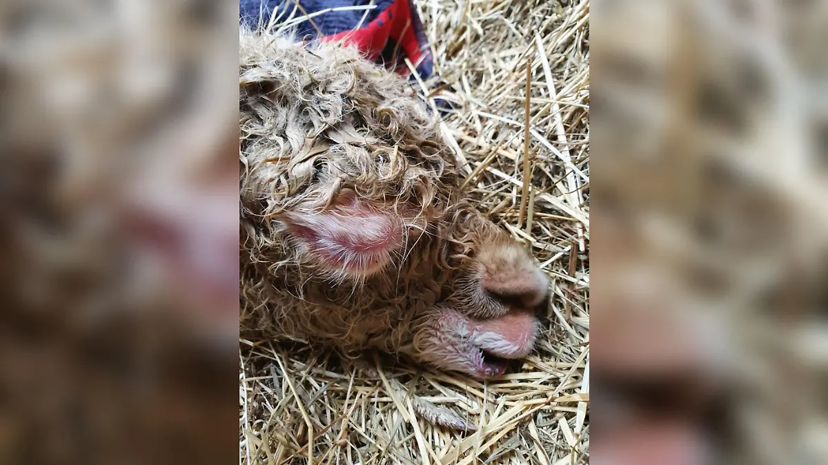 Das Auge des jungen Fohlen war fast vollständig zu geschwollen