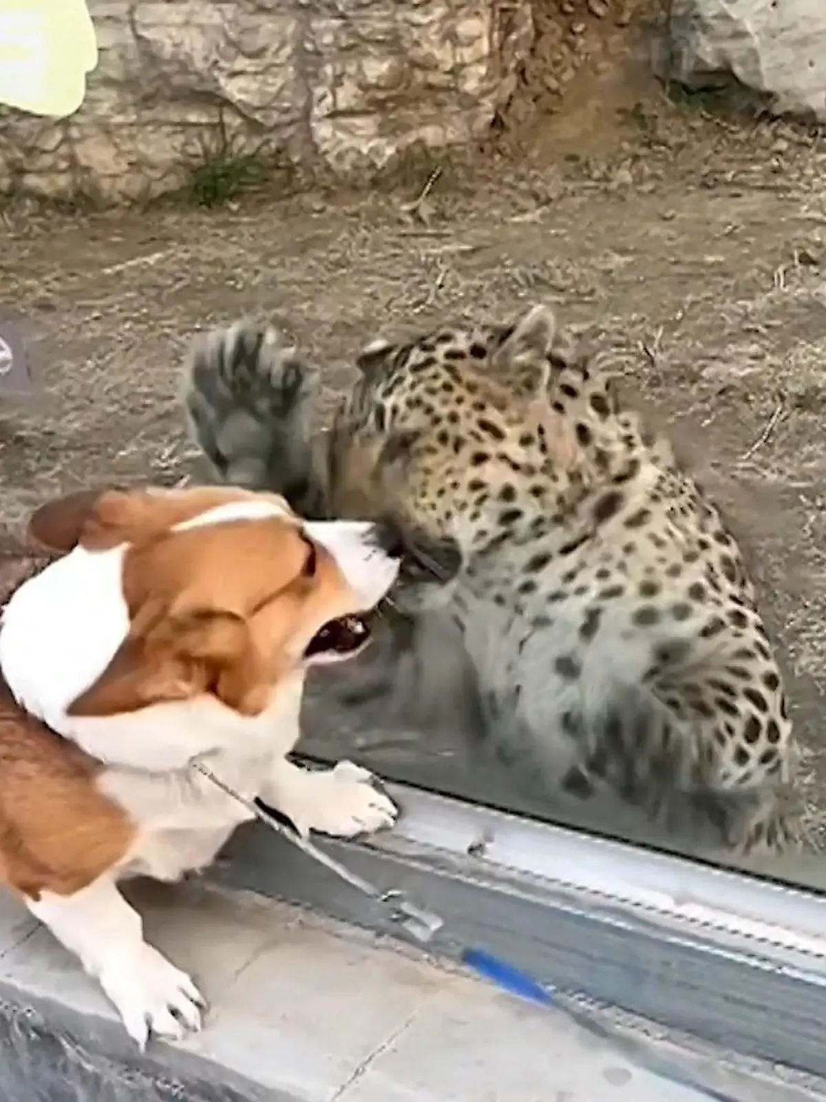 Gefährlich: Mit dieser Katze sollte man sich als Corgi lieber nicht streiten.