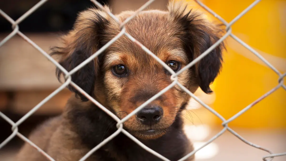 Dog puppy looking behind a fence