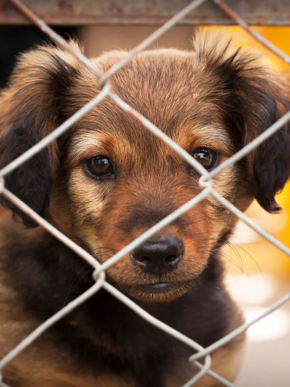 Dog puppy looking behind a fence