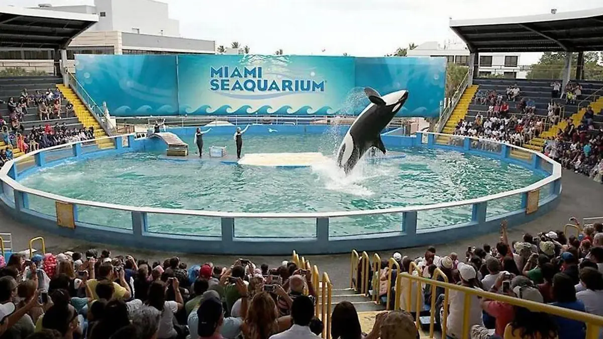 February 9, 2022: Lolita the killer whale, now known as Toki, performs in her stadium tank. She's about 56 years old and has been the main attraction at Miami Seaquarium for decades. (Credit Image: © File/Miami Herald/TNS via ZUMA Press Wire