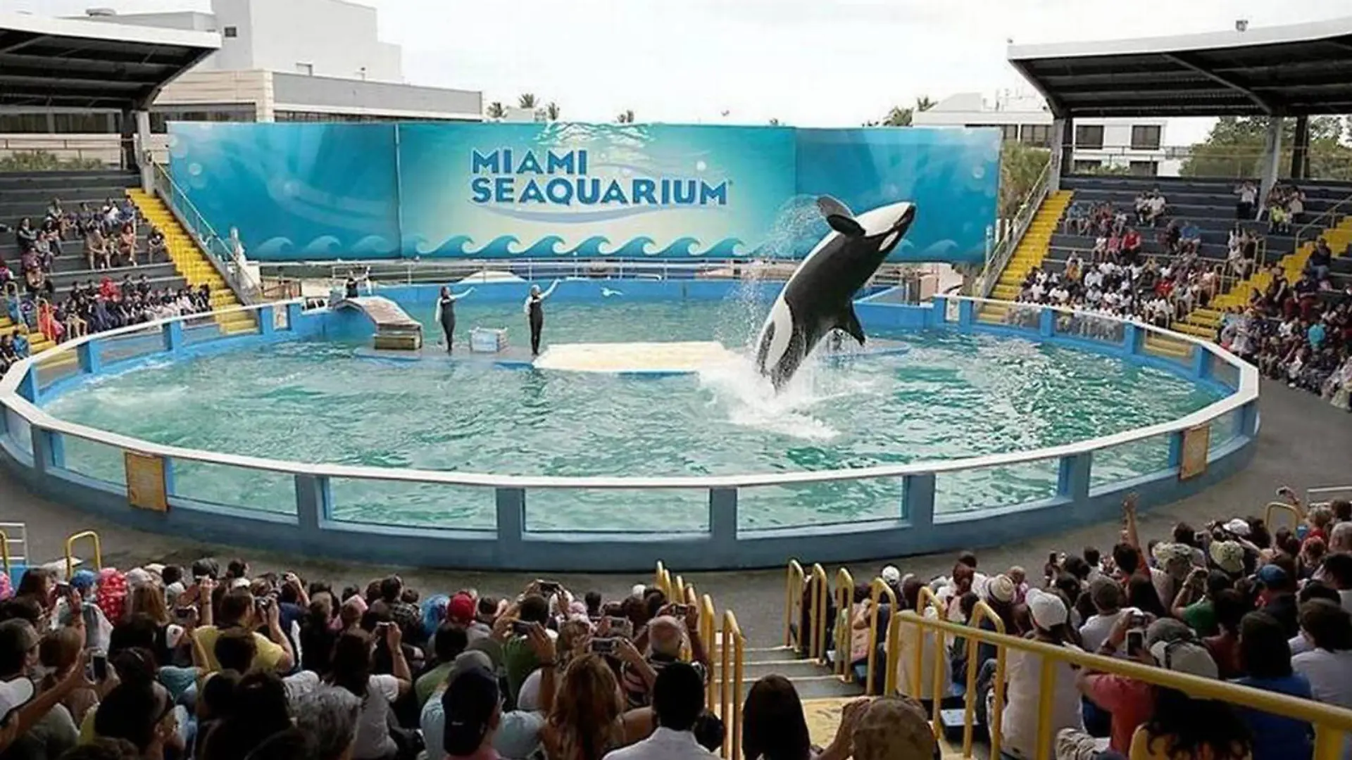 February 9, 2022: Lolita the killer whale, now known as Toki, performs in her stadium tank. She's about 56 years old and has been the main attraction at Miami Seaquarium for decades. (Credit Image: © File/Miami Herald/TNS via ZUMA Press Wire