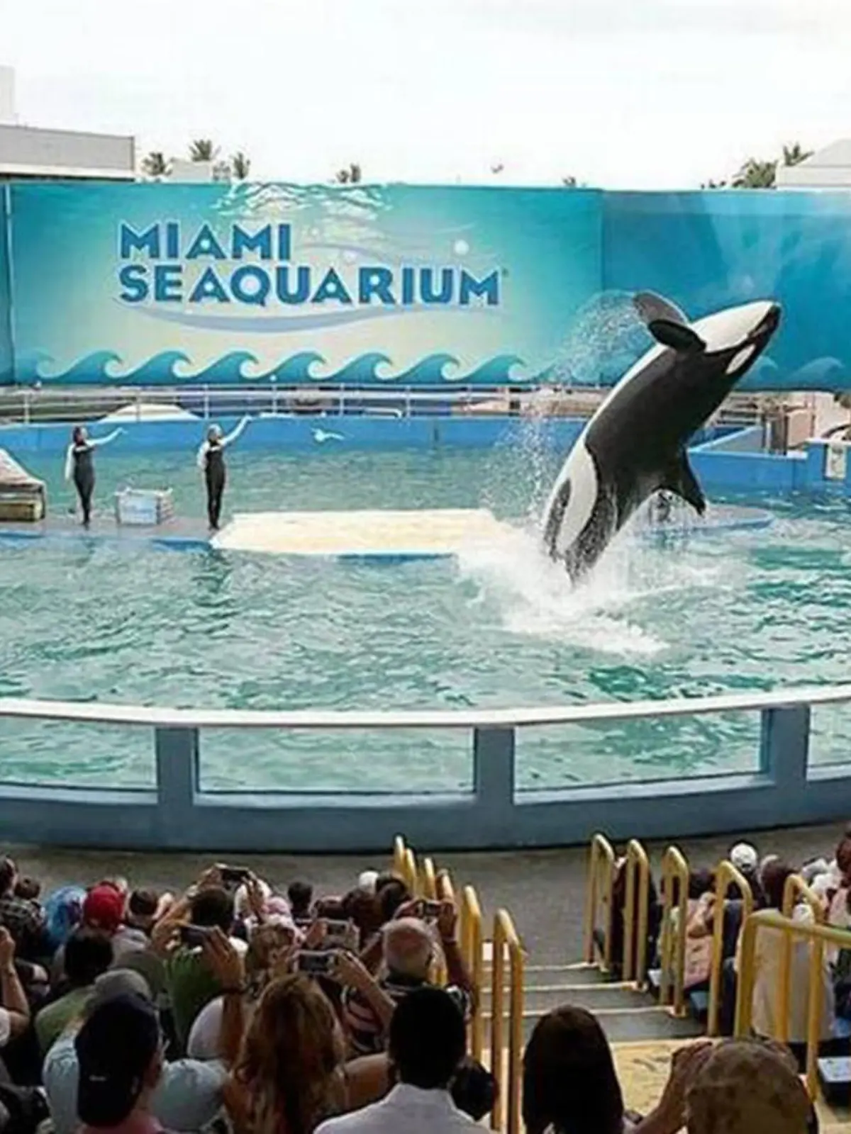 February 9, 2022: Lolita the killer whale, now known as Toki, performs in her stadium tank. She's about 56 years old and has been the main attraction at Miami Seaquarium for decades. (Credit Image: © File/Miami Herald/TNS via ZUMA Press Wire