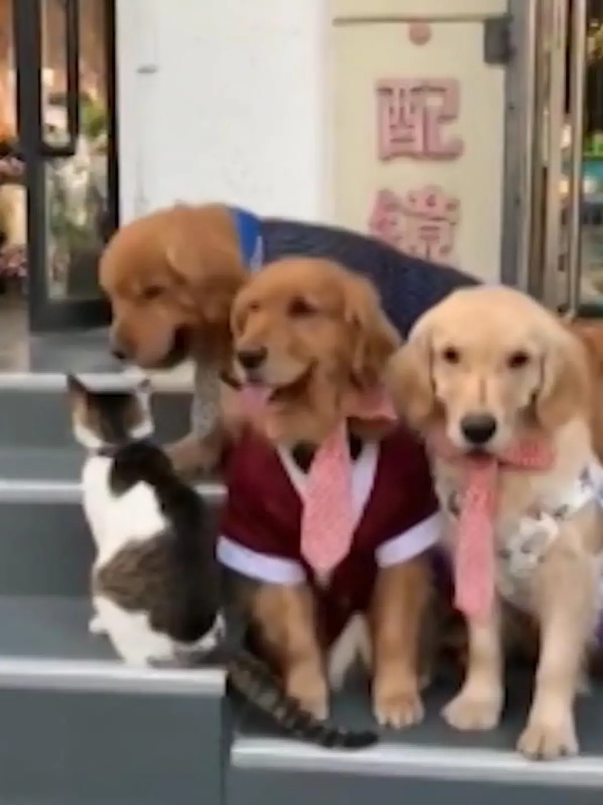 Ein Foto von 4 Haustieren zu schießen, ist eine sehr schwere Aufgabe. Ständig sind die Tiere abgelenkt oder laufen aus dem Bild. In diesem Fall sind die 3 Hunde bereit für das Bild, eine Katze versucht aber, es zu sabotieren.