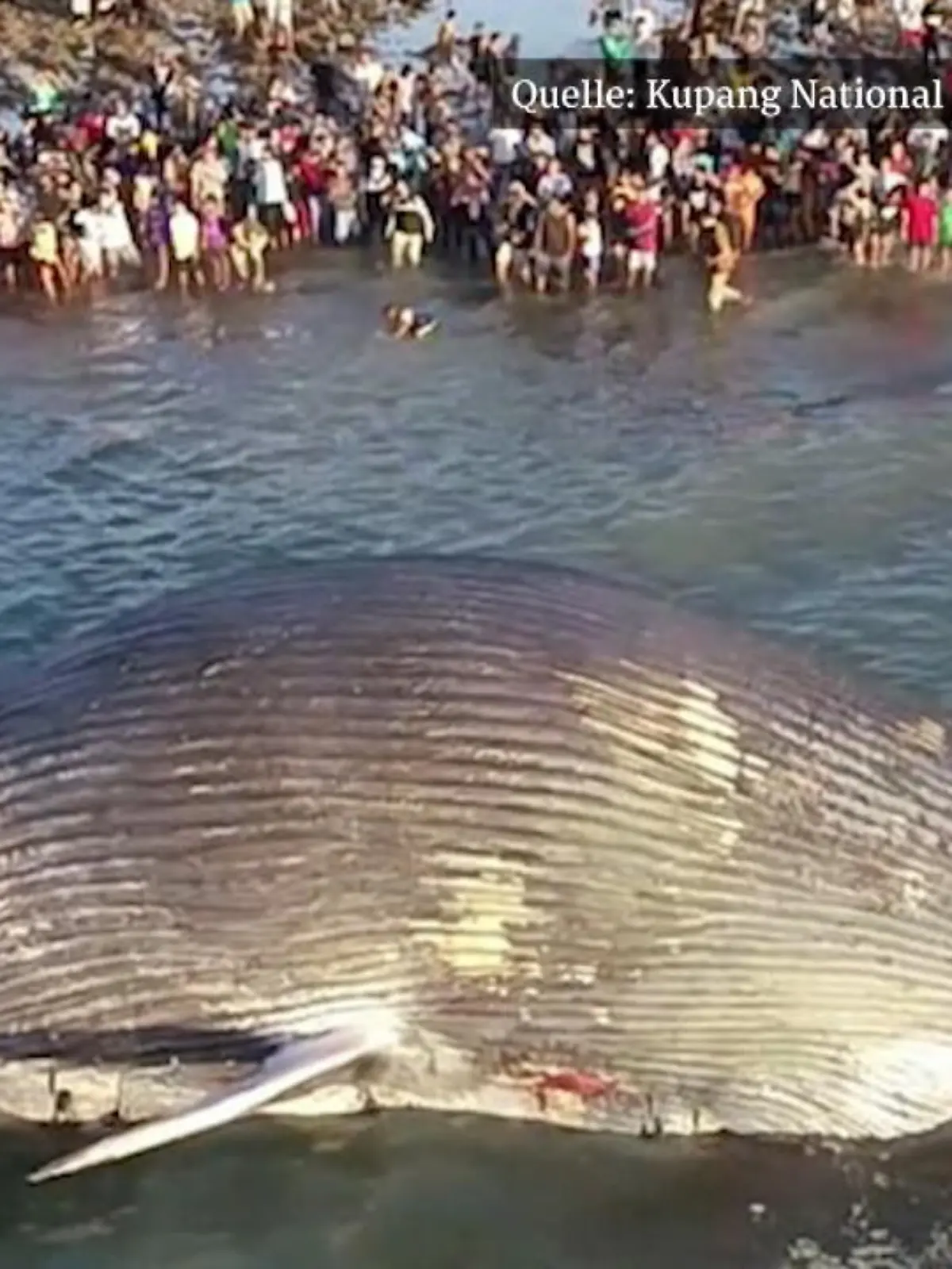 In Indonesien wurde ein toter Blauwahl mit 100 Tonnen Gewicht tot am Strand gefunden.