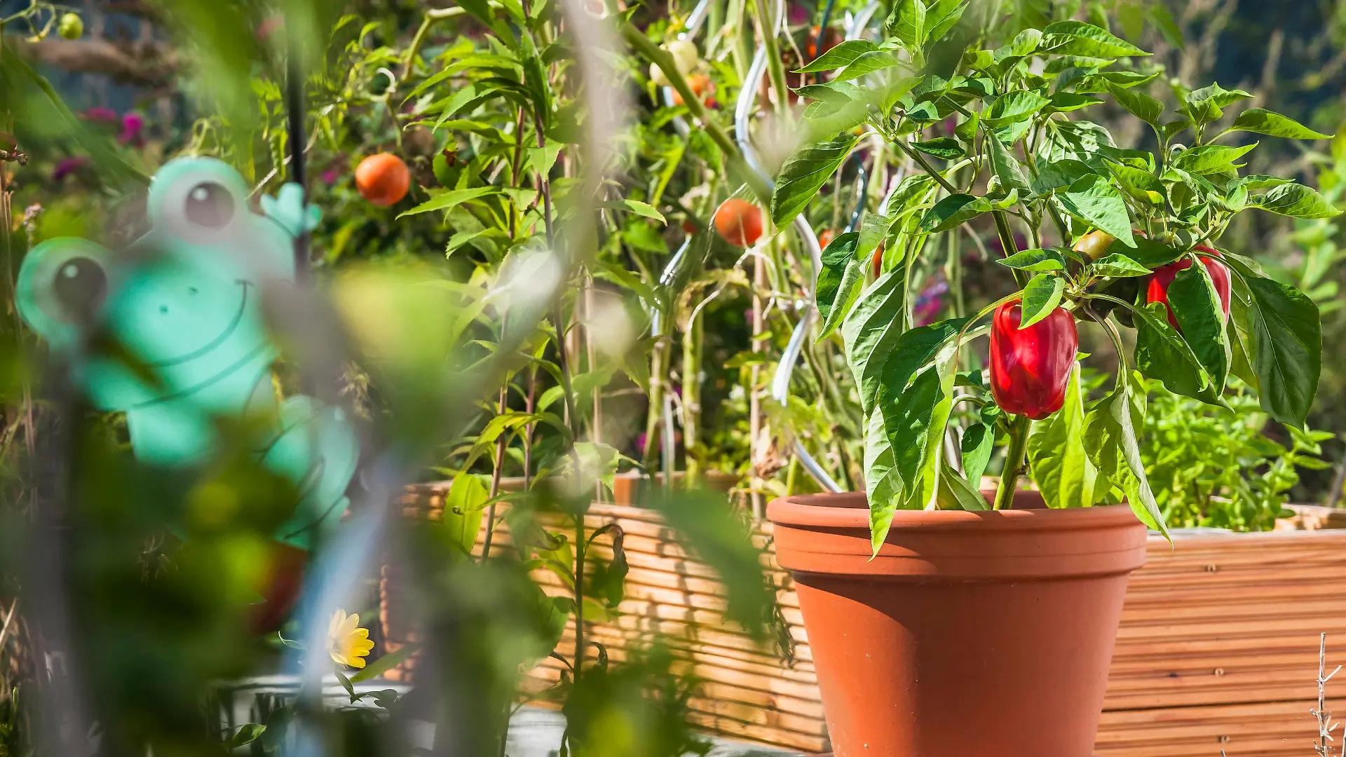 Hausgarten, Gärtnern, selbst gezogene Paprika im Blumentopf Gemüse selbst ziehen *** House garden, gardening, home-grown peppers in a flower pot Grow vegetables yourself