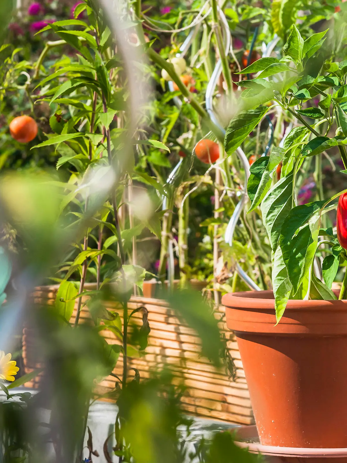  Hausgarten, Gärtnern, selbst gezogene Paprika im Blumentopf Gemüse selbst ziehen *** House garden, gardening, home-grown peppers in a flower pot Grow vegetables yourself