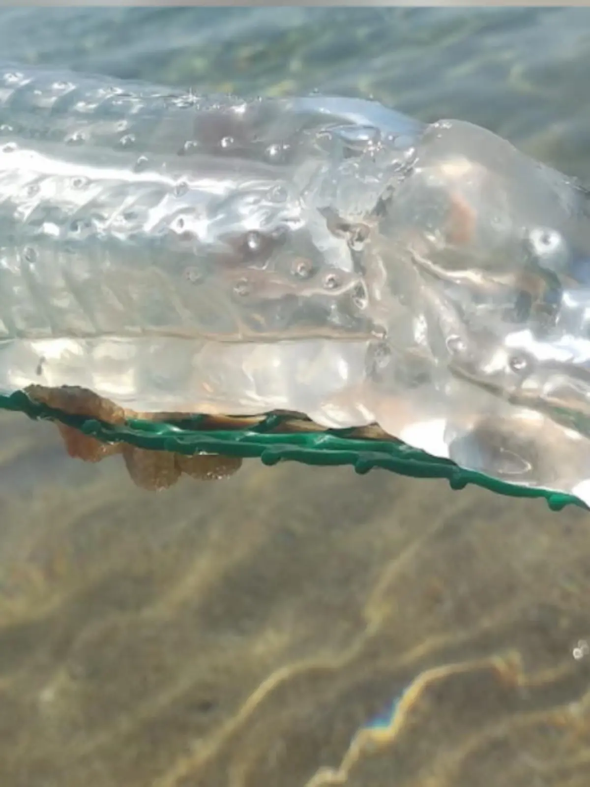 Touristen sind verdutzt als sie am Strand von Menorca auf diese durchsichtige und glibberartige Masse stoßen. Was es genau ist, verraten wir im Video.