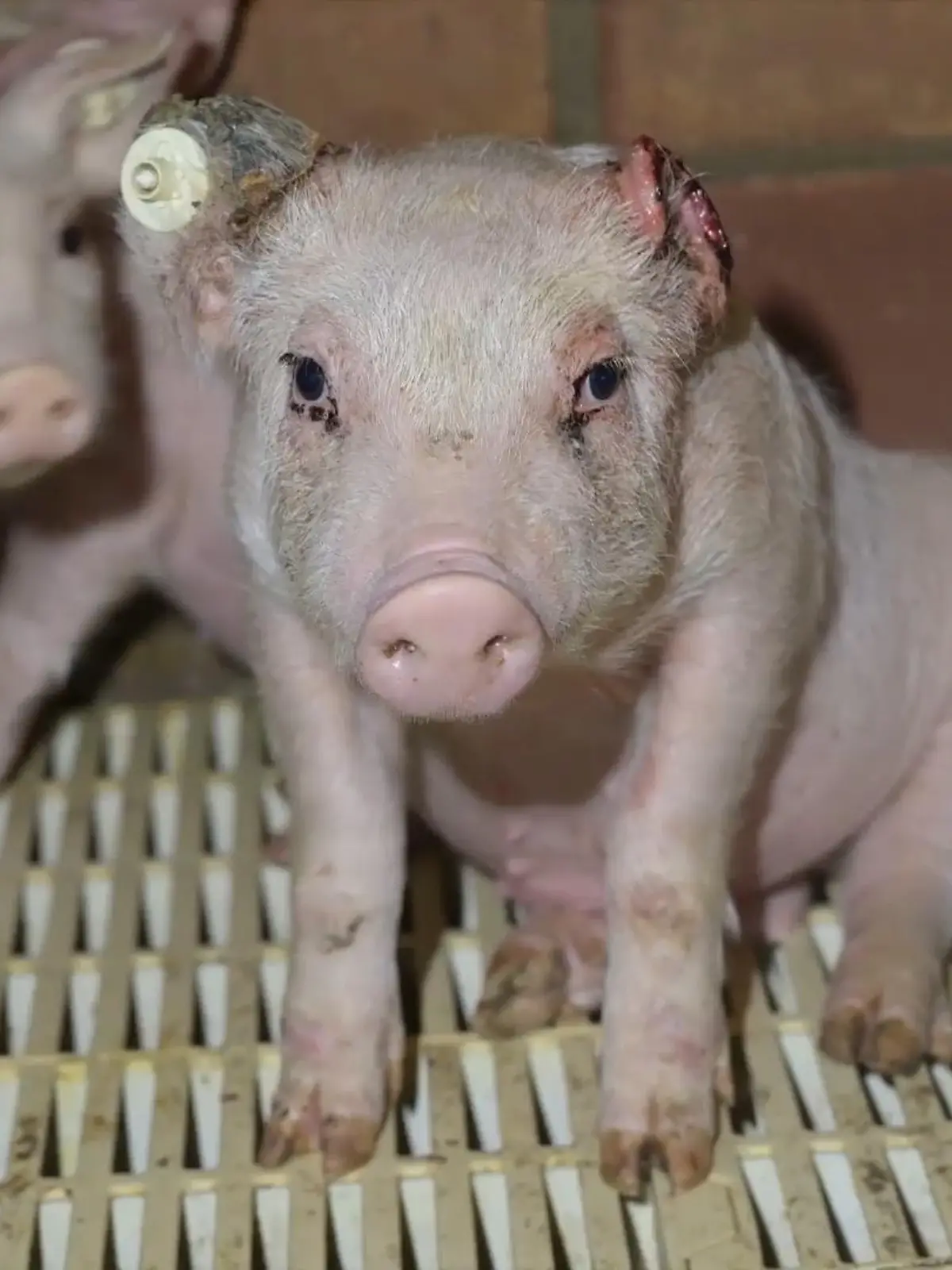 Verletztes Schwein