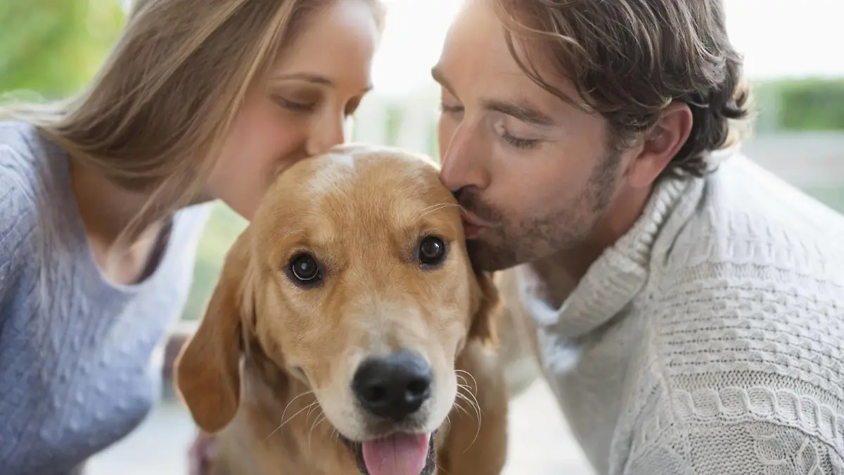 Couple kissing dog indoors Couple kissing dog indoors. PUBLICATIONxINxGERxSUIxHUNxONLY CAIAxIMAGEx/xSCIENCExPHOTOxLIBRARY F013/7462

COUPLE Kissing Dog Indoors COUPLE Kissing Dog Indoors PUBLICATIONxINxGERxSUIxHUNxONLY CAIAxIMAGEx xSCIENCExPHOTOxLIBRARY  