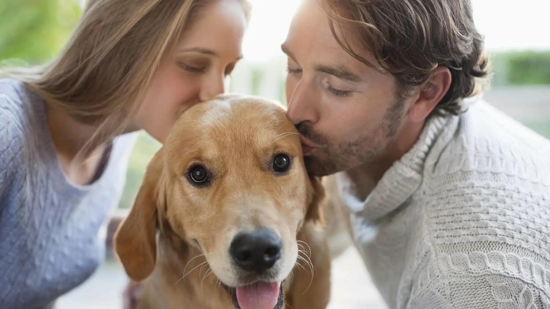 Couple kissing dog indoors Couple kissing dog indoors. PUBLICATIONxINxGERxSUIxHUNxONLY CAIAxIMAGEx/xSCIENCExPHOTOxLIBRARY F013/7462
COUPLE Kissing Dog Indoors COUPLE Kissing Dog Indoors PUBLICATIONxINxGERxSUIxHUNxONLY CAIAxIMAGEx xSCIENCExPHOTOxLIBRARY