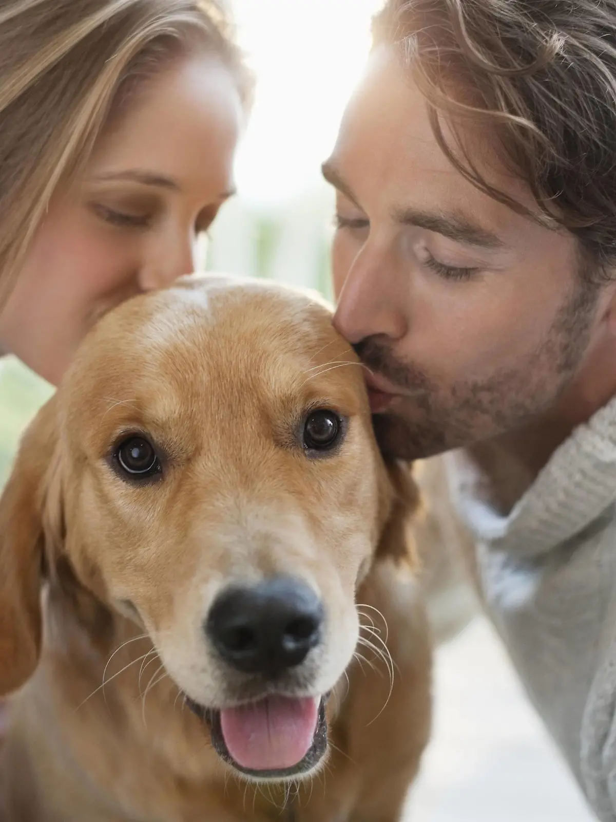 Couple kissing dog indoors Couple kissing dog indoors. PUBLICATIONxINxGERxSUIxHUNxONLY CAIAxIMAGEx/xSCIENCExPHOTOxLIBRARY F013/7462

COUPLE Kissing Dog Indoors COUPLE Kissing Dog Indoors PUBLICATIONxINxGERxSUIxHUNxONLY CAIAxIMAGEx xSCIENCExPHOTOxLIBRARY  