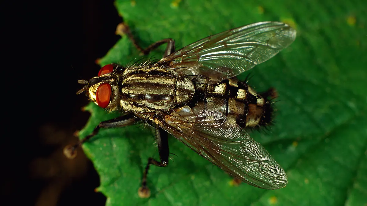 Fleischfliege oder Sarcophagidae auf einem Blatt
