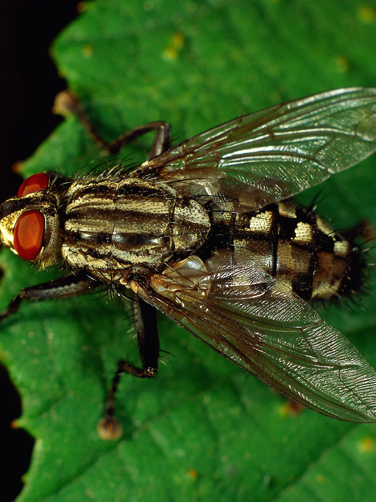 Fleischfliege oder Sarcophagidae auf einem Blatt