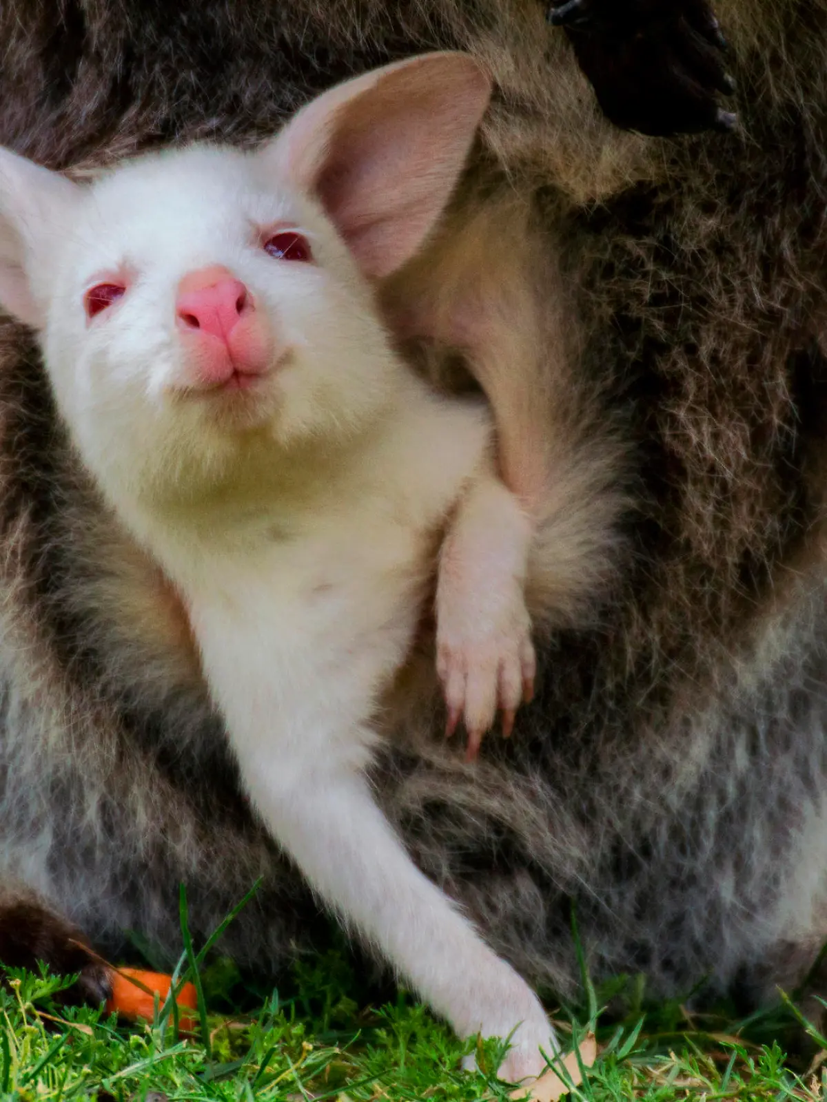 Albino-Känguru-Baby guckt aus dem Beutel seiner Mutter