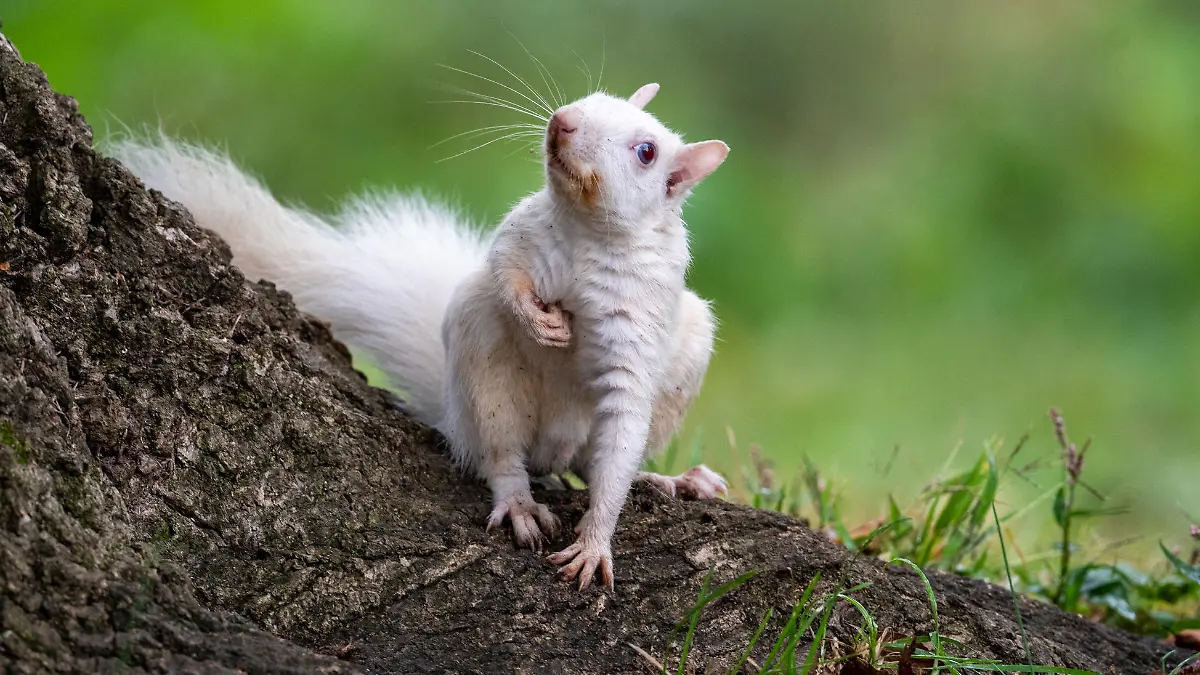 Weißes Grauhörnchen