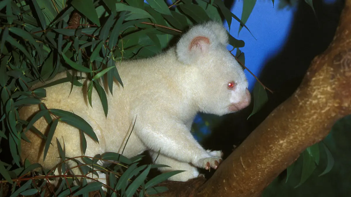 Albino-Koala