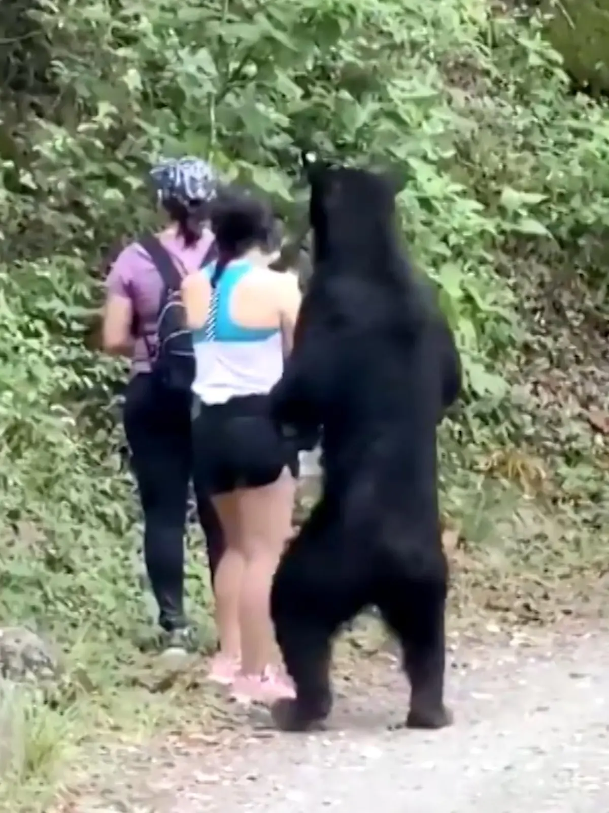 Bild zu: "Schwarzbär flirtet mit Frau"