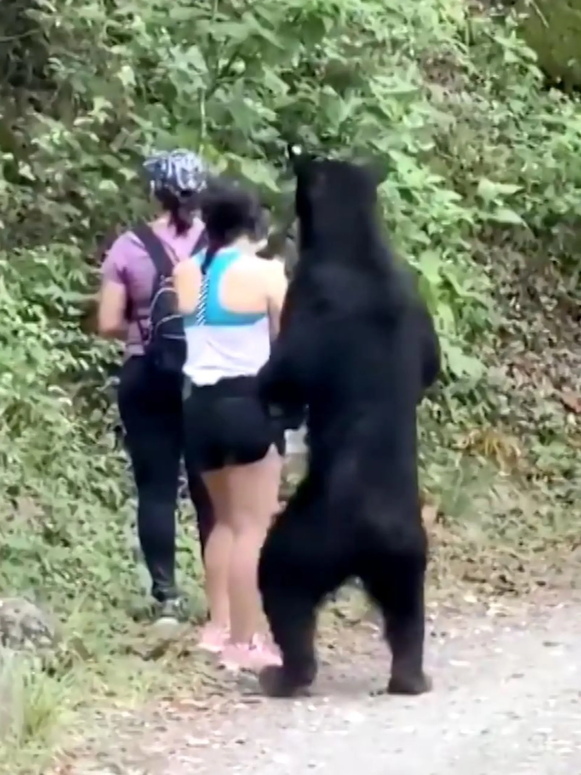 Bild zu: "Schwarzbär flirtet mit Frau"