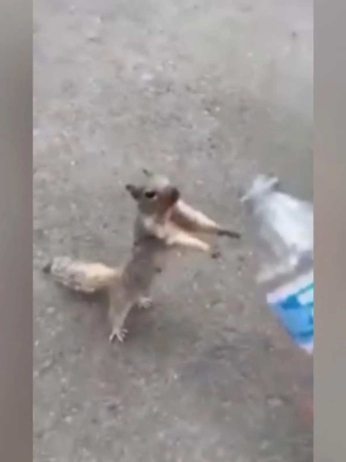 Ziemlich routiniert trinkt dieses Eichhörnchen die Wasserflasche eines Jungen leer. Anschließend atmet es tief durch, bevor es wieder abzieht.