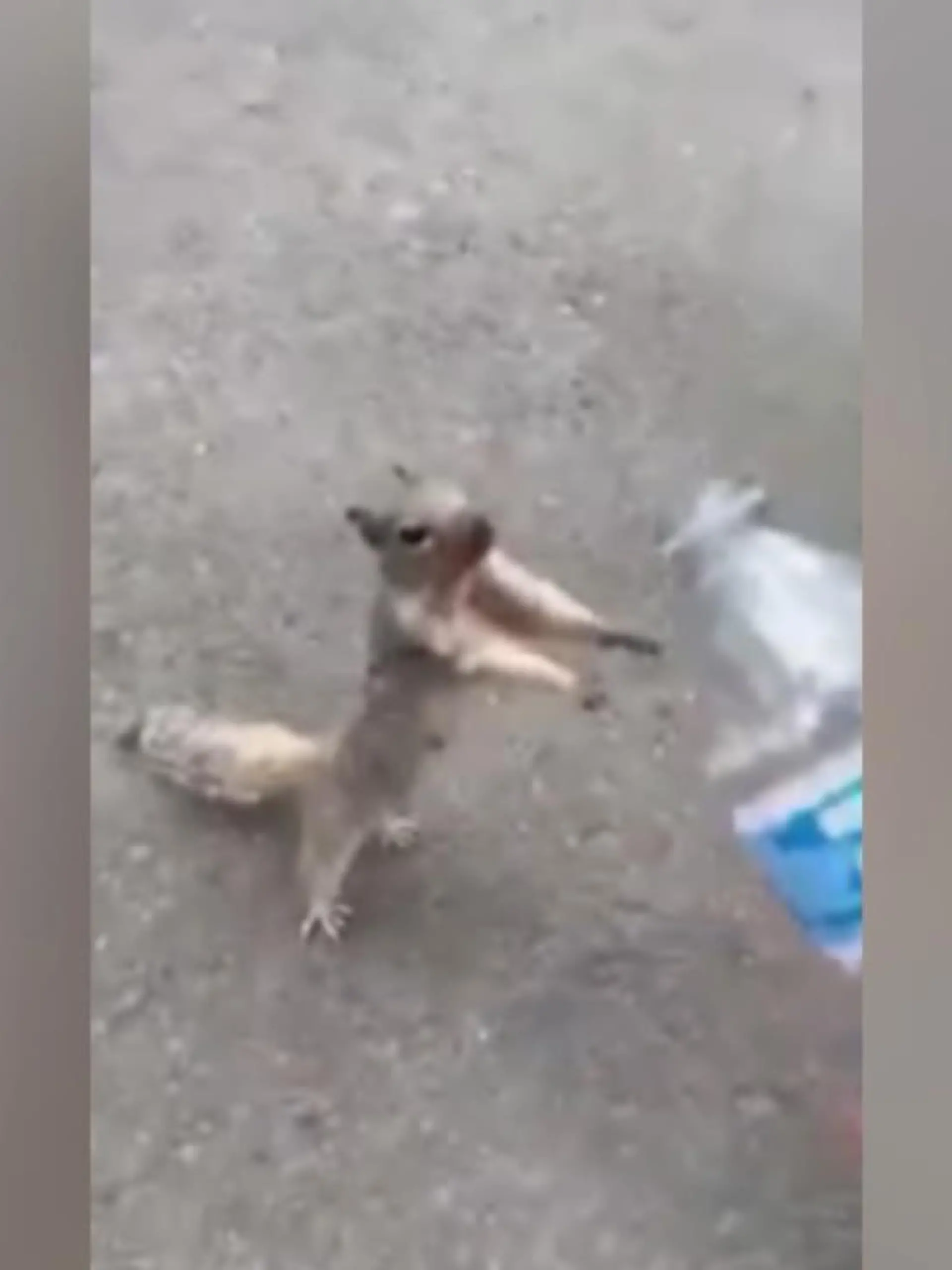 Ziemlich routiniert trinkt dieses Eichhörnchen die Wasserflasche eines Jungen leer. Anschließend atmet es tief durch, bevor es wieder abzieht.