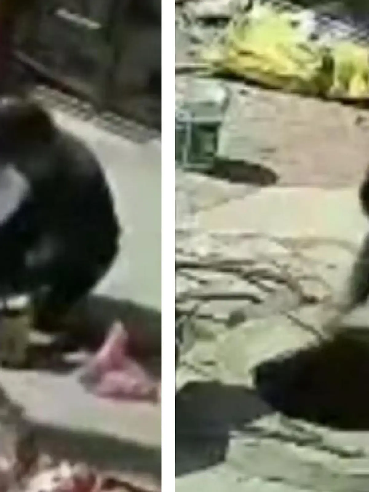 Einen echten Schutzengel hat dieses kleine Mädchen aus China. Beim Spielen auf einer Baustelle fällt das Kind in einen metertiefen Brunnen - und verletzt sich leicht. Ihr Vater kann das Mädchen wenig später mit anderen Männern aus dem Brunnen ziehen. Das sehen Sie im Video.