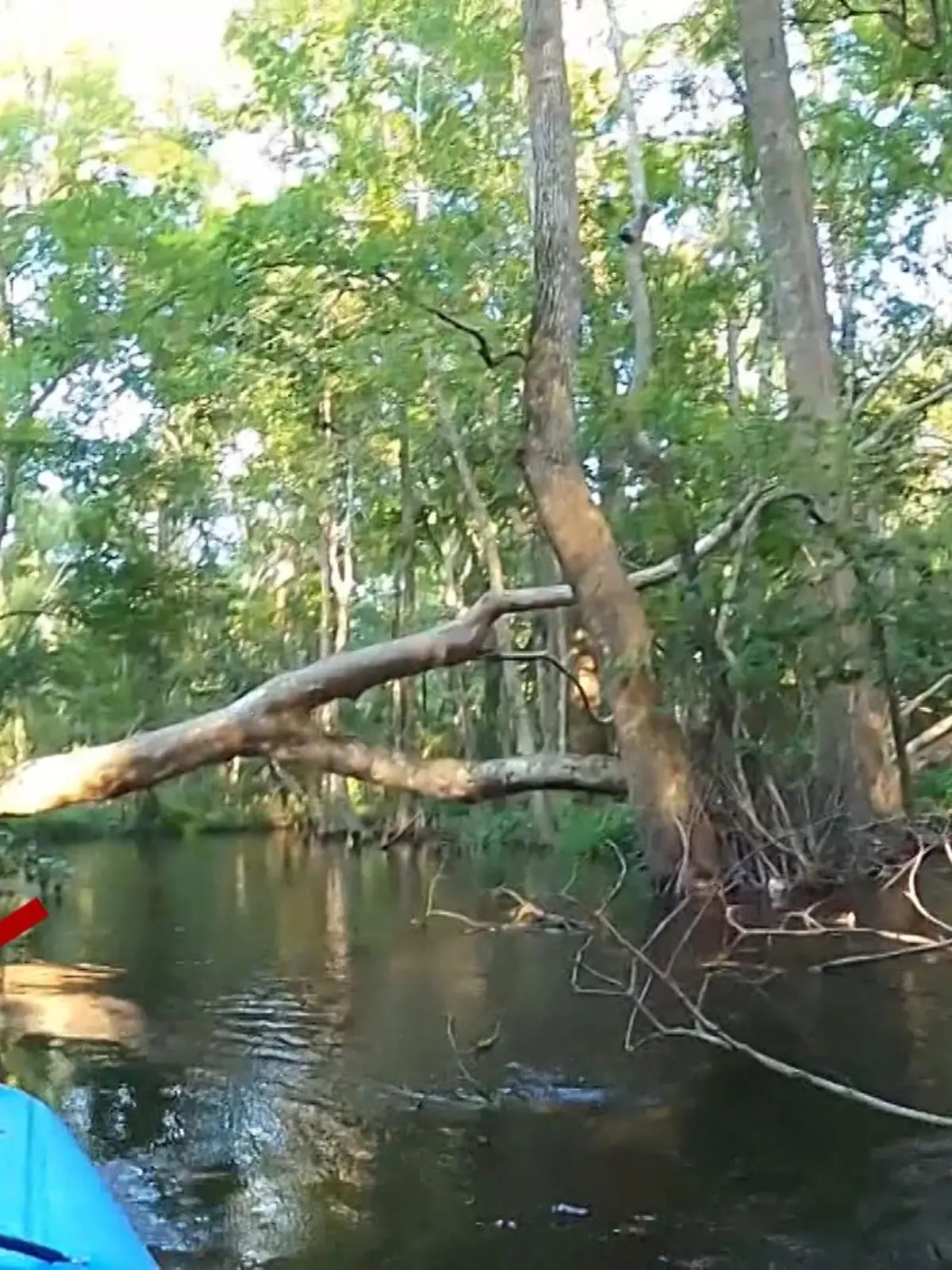 Peter Joyce genießt eine scheinbar malerische Fahrt mit seinem Kayak, die plötzlich zur tödlichen Gefahr wird. Ein Alligator greift ihn an. Blitzschnell und leise. Der Mann hat keine Chance zu reagieren. Der Alligator wirft ihn in seinem Kayak einfach um. Wie es für Peter ausgeht, sehen Sie im Video.